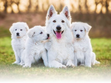 Family Friendly Puppies for sale in Connecticut near NYC