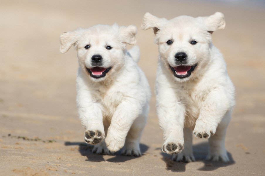 Puppies and other beach loving pets for sale in Connecticut